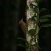 Ovenbirds And Woodcreepers